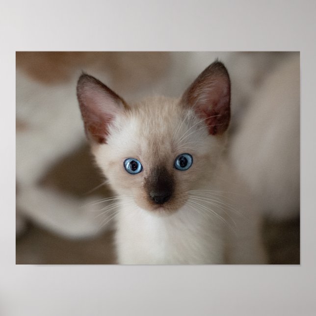 Siamese Kitty Cat Customisable Poster (Front)