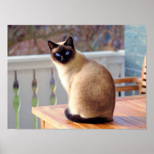 Siamese Kitty Cat Customizable Poster