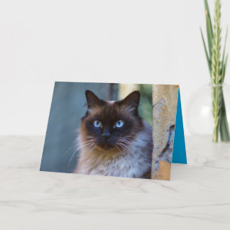 Siamese Kitty Cat Cute Customisable Card