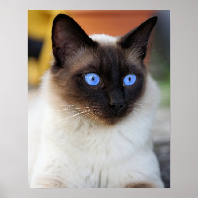 Siamese kitty cat with lovely big blue eyes  poster (Front)
