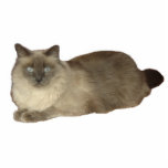 Siamese Mix Cat Photo Sculpture<br><div class="desc">A photo sculpture of a Siamese mix cat makes a great gift for cat lovers</div>