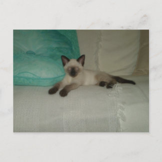 Siamese Postcard