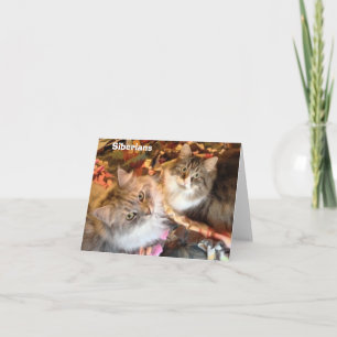 Siberian Beauties Note Cards