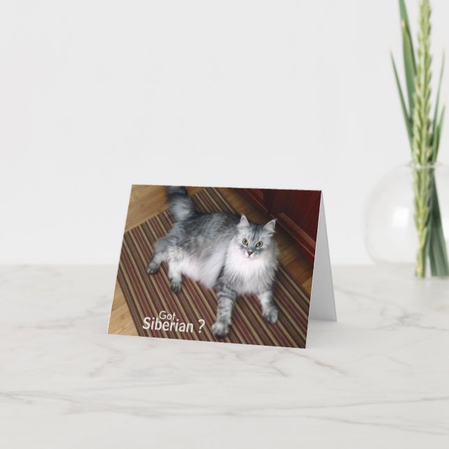 Siberian Cat Blank Note Card (Front)