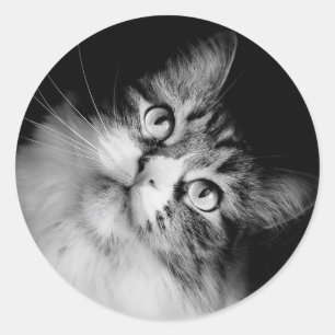 Siberian Cat Envelope Seals