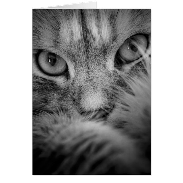 Siberian Cat Eyes Blank Card (Front)