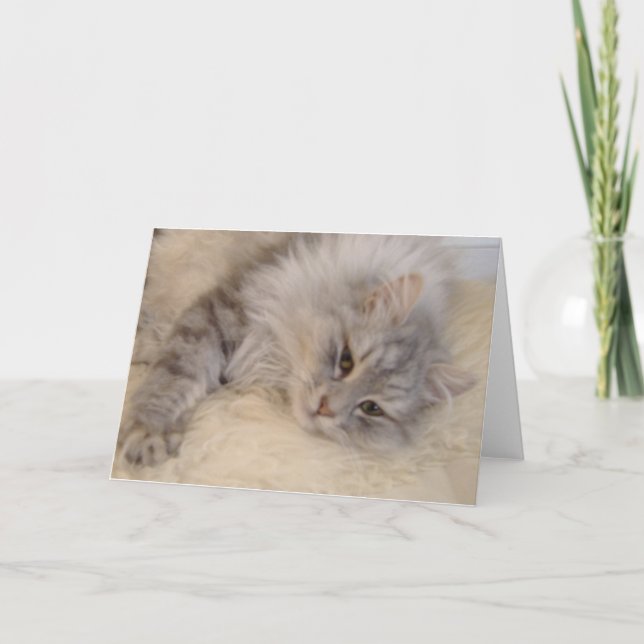 Siberian Cat Greetings Card (Front)