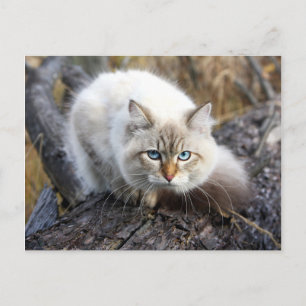Siberian Cat In A Autumn Forest Postcard