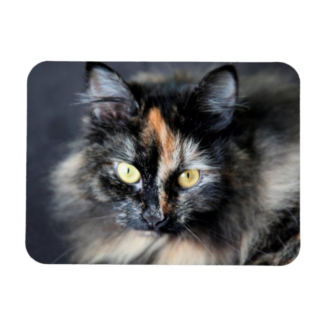 Siberian Cat Magnet (Horizontal)