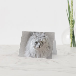 Siberian Cat Note Card