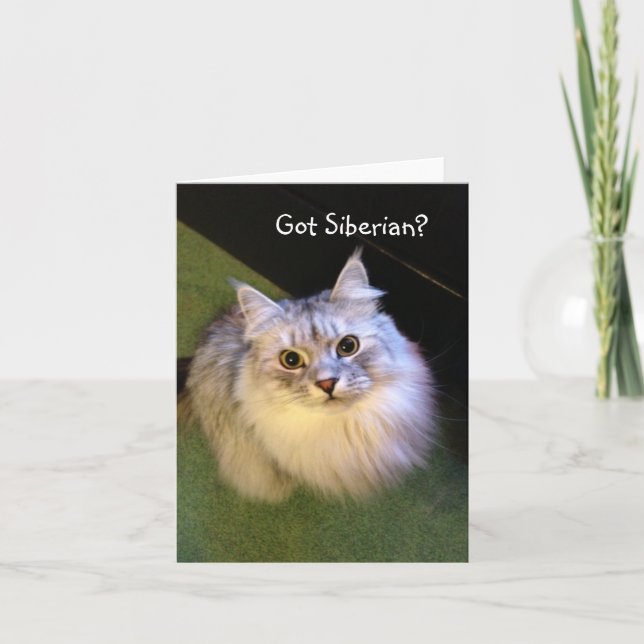 Siberian Cat Note Cards (Front)