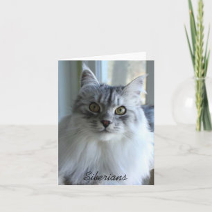 Siberian Cat Note Cards