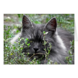 Siberian | Cat Portrait