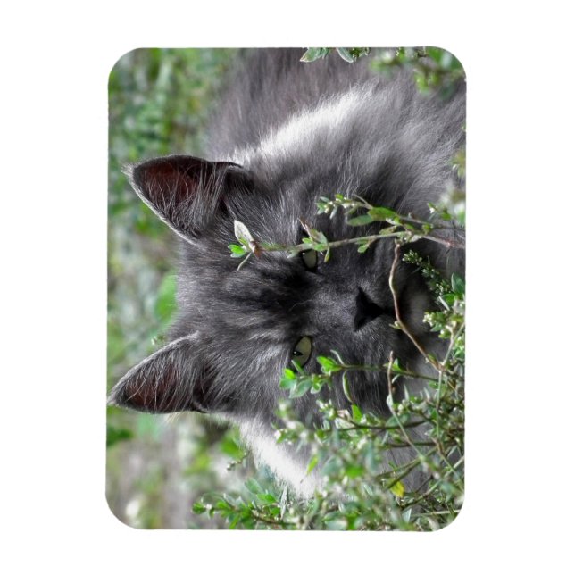 Siberian | Cat Portrait Magnet (Vertical)