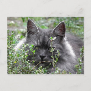 Siberian   Cat Portrait Postcard