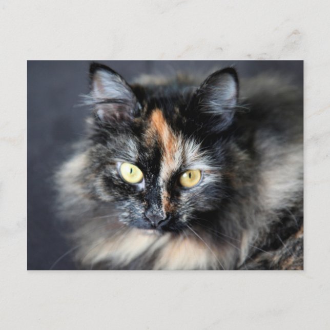 Siberian Cat Postcard (Front)