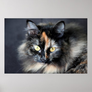 Siberian Cat Poster