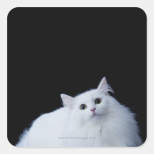 Siberian Cat Square Sticker