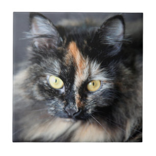 Siberian Cat Tile