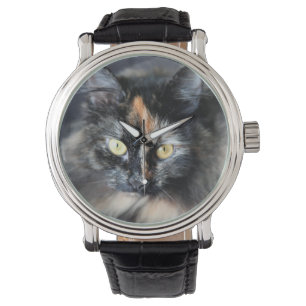 Siberian Cat Watch