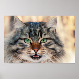 Siberian Cats Photo Poster