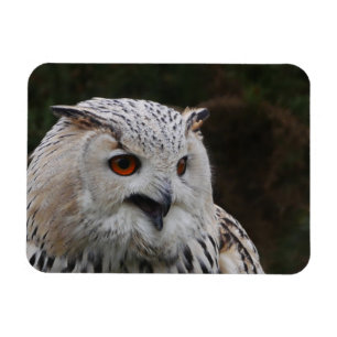 Siberian Eagle Owl Magnet
