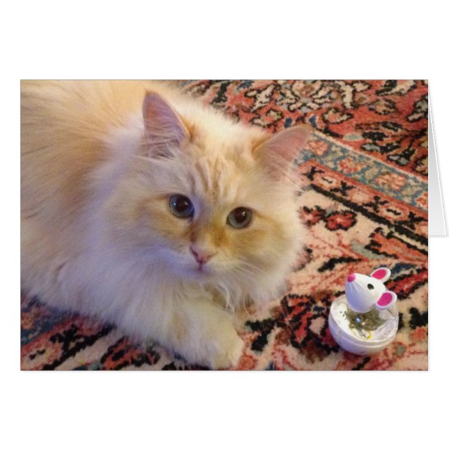 Siberian Forest Cat & Toy (Front Horizontal)