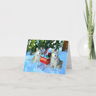 Siberian Huskies and adorable cat Holiday Card