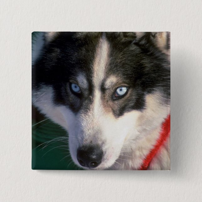 Siberian Husky 15 Cm Square Badge (Front)