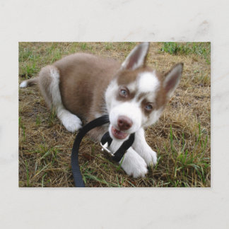 Siberian Husky (1) Postcard