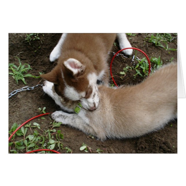 Siberian Husky (3) (Front Horizontal)