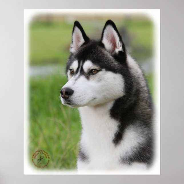 Siberian Husky 9Y570D-006 Poster (Front)