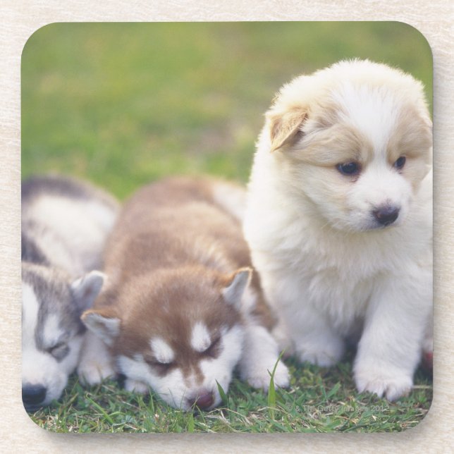 Siberian Husky; A working dog breed that Coaster (Front)