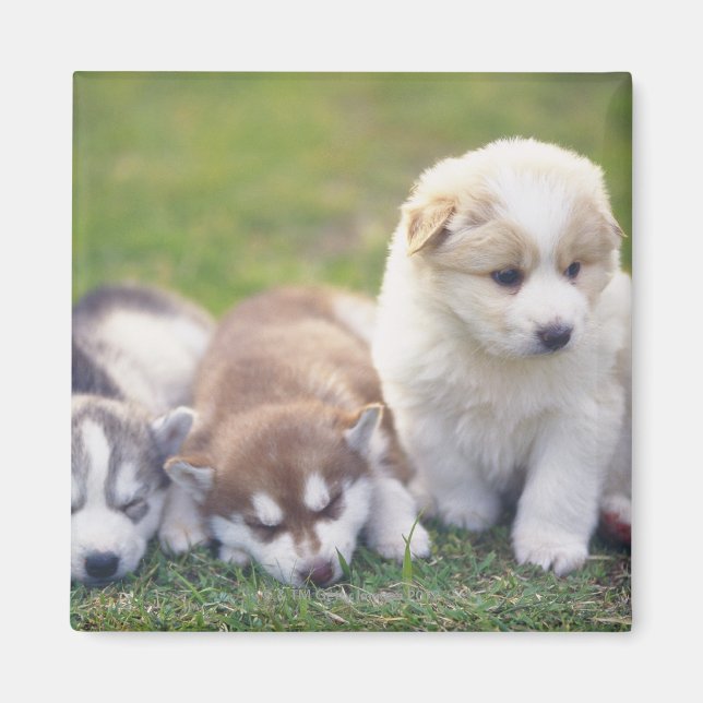 Siberian Husky; A working dog breed that Magnet (Front)