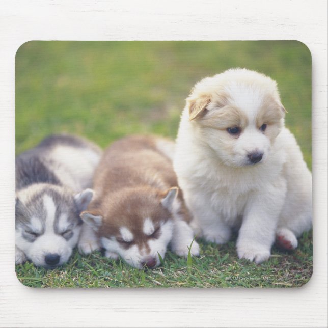 Siberian Husky; A working dog breed that Mouse Pad (Front)