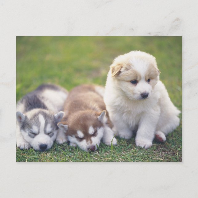 Siberian Husky; A working dog breed that Postcard (Front)