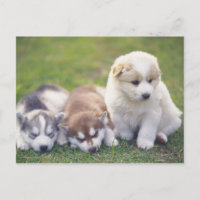 Siberian Husky; A working dog breed that