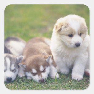Siberian Husky; A working dog breed that Square Sticker