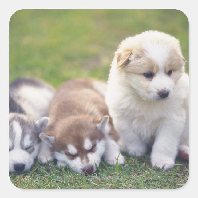 Siberian Husky; A working dog breed that Square Sticker (Front)