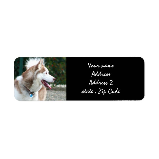 Siberian Husky Address labels (Front)