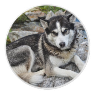 siberian husky at river ceramic knob