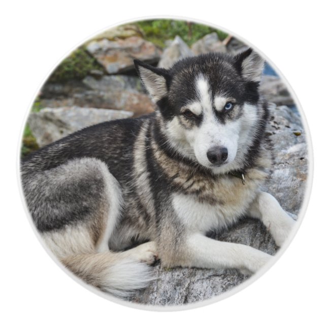 siberian husky at river ceramic knob (Front)