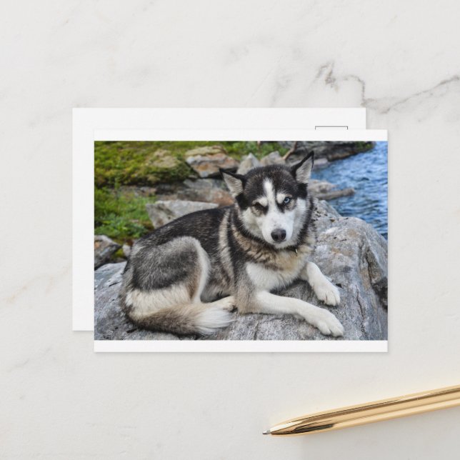 siberian husky at river postcard (Front/Back In Situ)