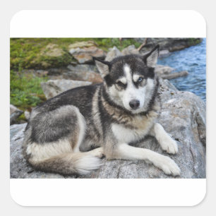 siberian husky at river square sticker