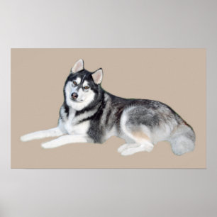 Siberian Husky Beautiful Print