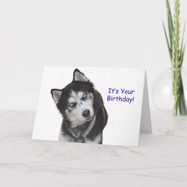 Siberian Husky Birthday Card (Front)