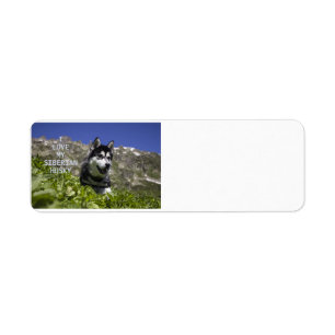 siberian husky black and white love w pic return address label
