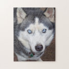 Siberian_Husky_blue-eyed.png