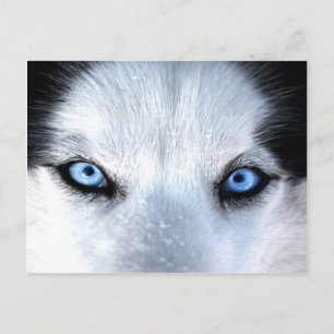 Siberian husky blue eyes postcard