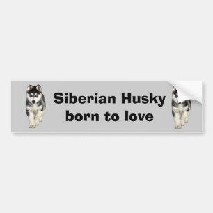 Siberian Husky Bumper Sticker